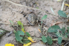 Physalaemus biligonigerus