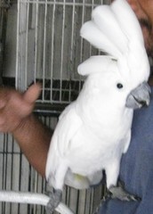 Cacatua alba
