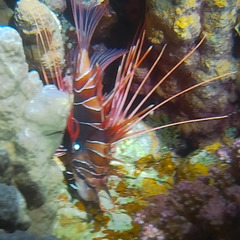Pterois cincta