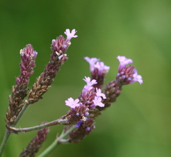 Verbena intermedia
