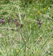 Verbena intermedia