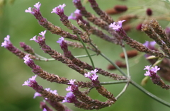 Verbena intermedia