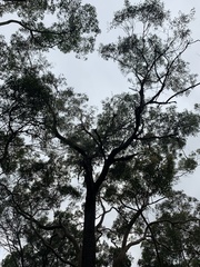 Eucalyptus sieberi