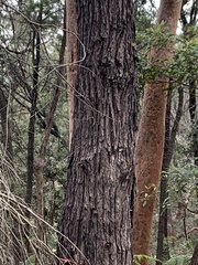 Eucalyptus sieberi