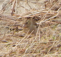 Fringilla coelebs