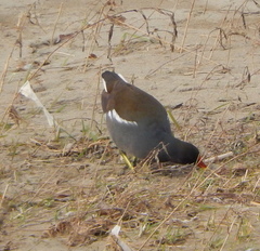Gallinula chloropus
