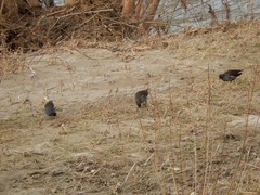 Gallinula chloropus