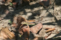 Cnemidophorus ruatanus