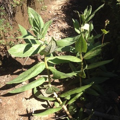 Asclepias notha