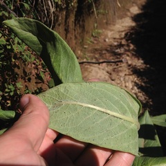 Asclepias notha