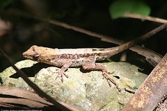 Anolis wilsoni