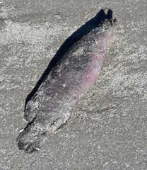 Rypticus maculatus