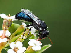Hylaeinae