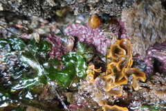 Primavelans insculpta