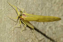 Ameletopsis perscitus