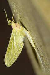 Ameletopsis perscitus