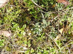 Helianthemum asperum