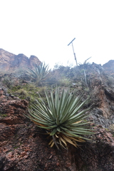 Agave utahensis kaibabensis