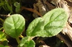 Helianthemum ledifolium