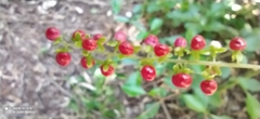 Rivina humilis