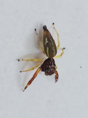 Salticidae