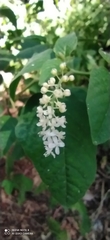 Rivina humilis