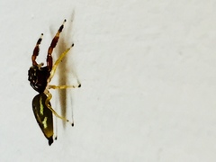 Salticidae