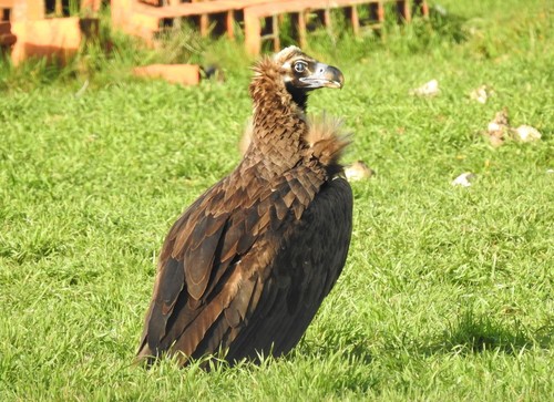 Cinereous Vulture, photo 9 of 9