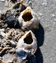 Amphibalanus eburneus