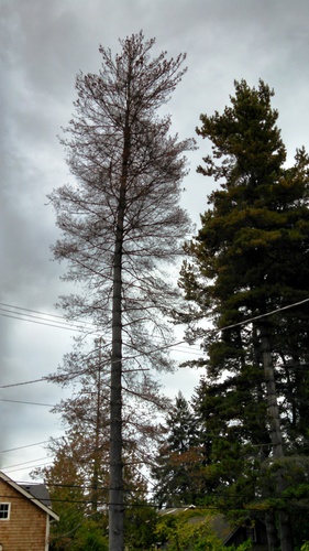 Western white pine (Pinus monticola)