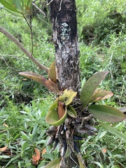 Trichocentrum undulatum