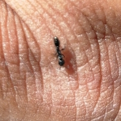 Pseudomyrmex lynceus