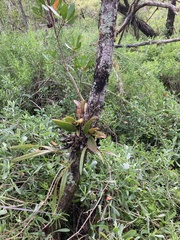 Trichocentrum undulatum