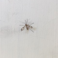 Macrocera