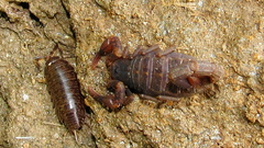 Pseudolychas pegleri
