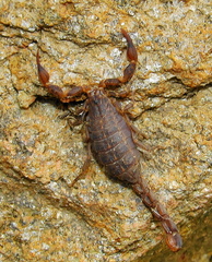 Pseudolychas pegleri