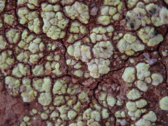 Acarospora schleicheri