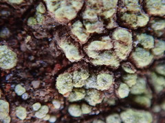 Acarospora schleicheri