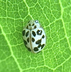 Psyllobora parvinotata