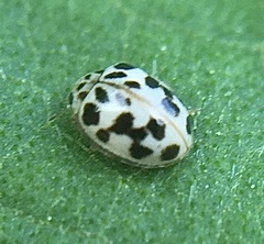 Psyllobora parvinotata