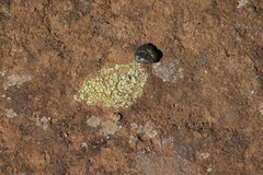 Acarospora schleicheri