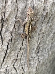 Anolis sagrei