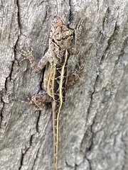 Anolis sagrei