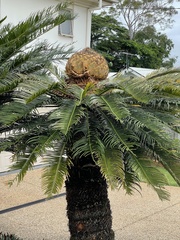 Cycas revoluta