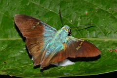 Chrysoplectrum pervivax