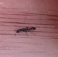 Pseudomyrmex lynceus