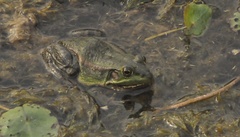 Pelophylax plancyi