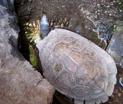 Rhinoclemmys pulcherrima manni