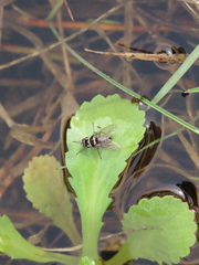 Limnophora obsignata