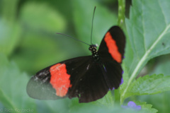 Heliconius erato adana